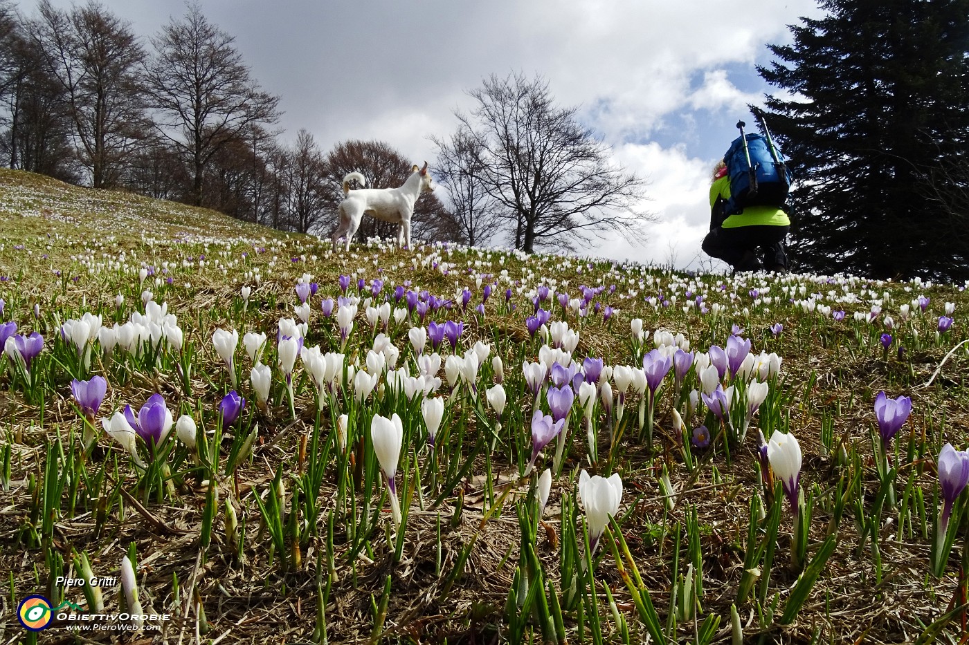 36 Zafferano alpino (Crocus albiflorus) bianco e violetto.JPG -                                